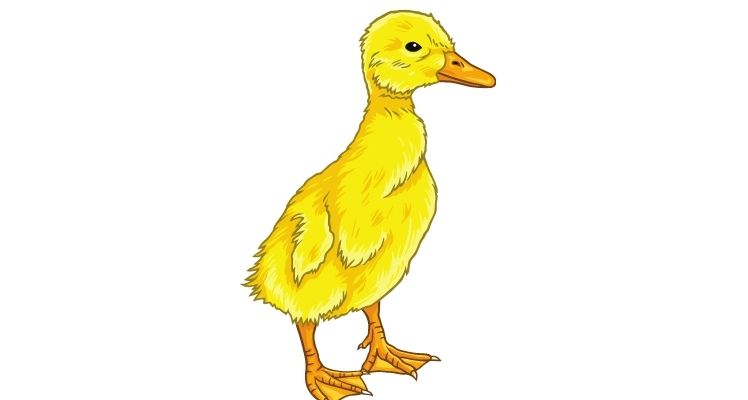 el patito feo